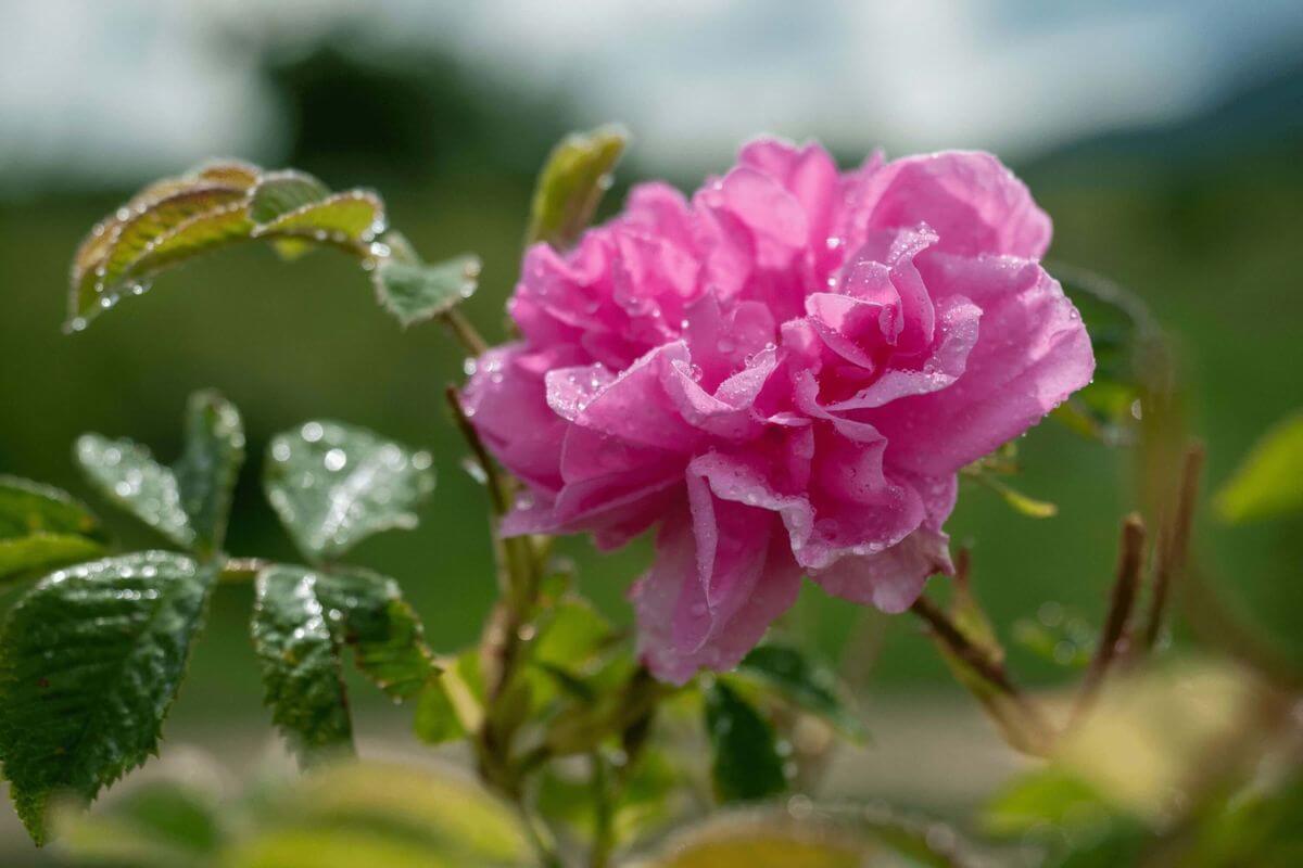 Bulgarian Rose Rosa Damascena